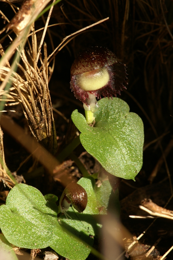 Corysanthes diemenica